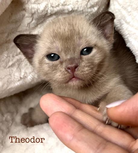 Theodor (Теодор)