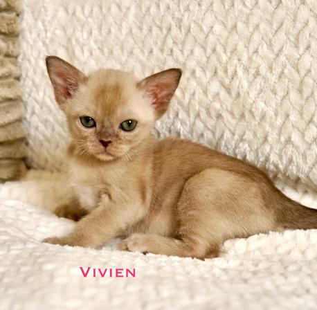 Vivien