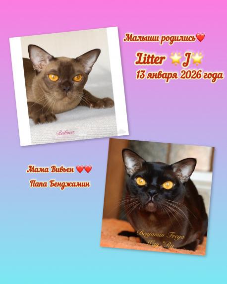 Litter J-2 д.р. 13.01.2026