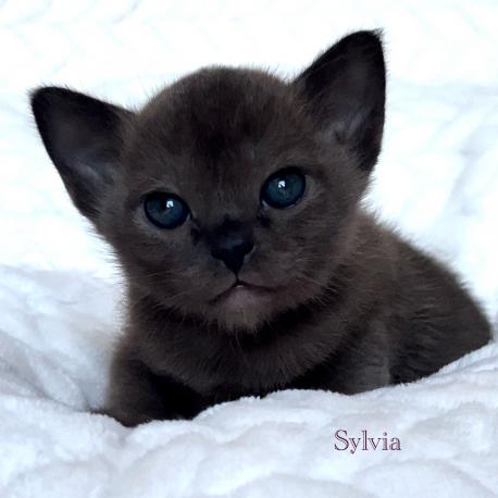 Sylvia