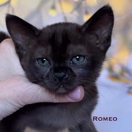 Romeo