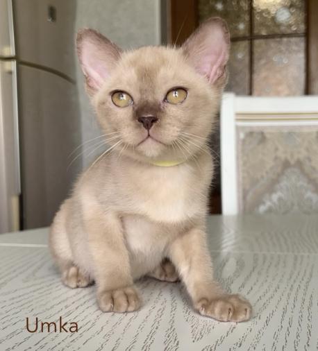 UMKA