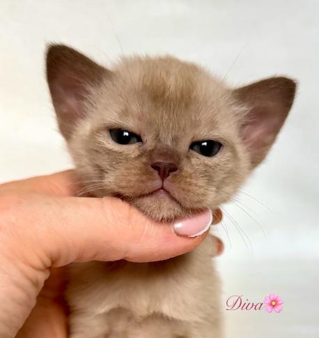 Diva