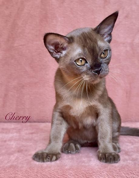 Cherry Zvezda DiMario
