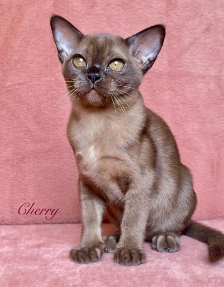 Cherry Zvezda DiMario