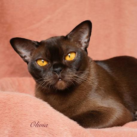 Olivia Zvezda DiMario