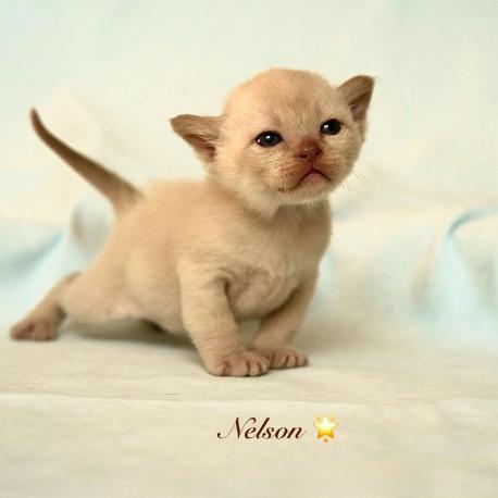 Nelson