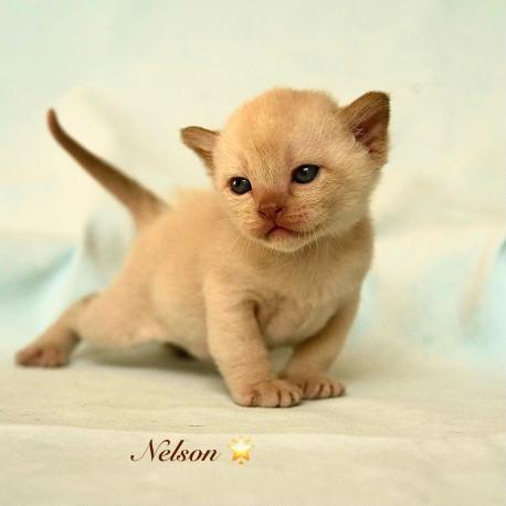 Nelson