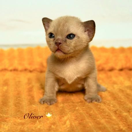 Oliver