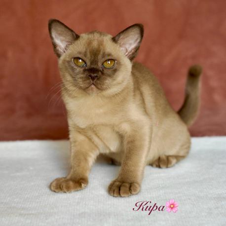 Kira