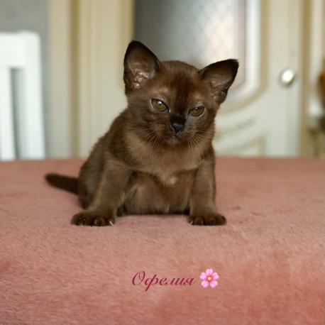 Ophelia