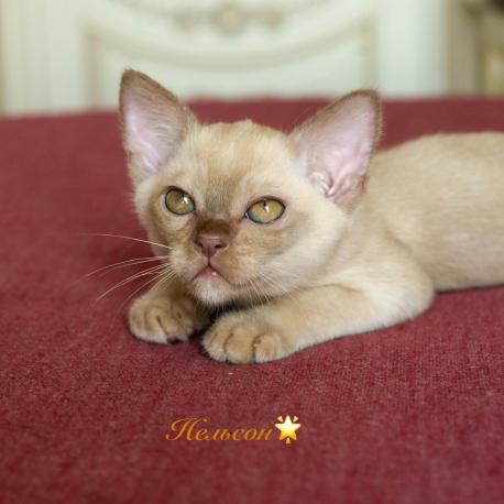 Nelson