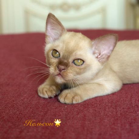 Nelson