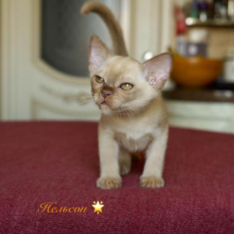 Nelson