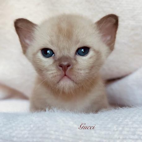 Gucci