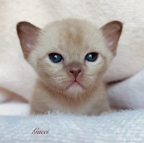 Gucci