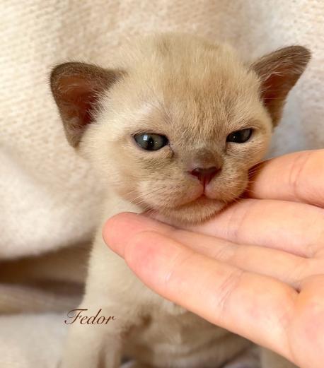 Fedor