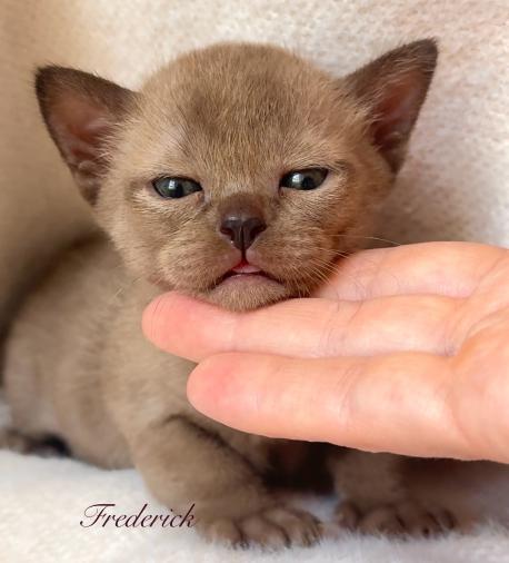Frederick