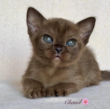Chanel Zvezda DiMario