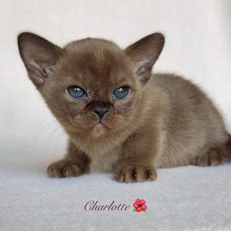 Charlotte Zvezda DiMario