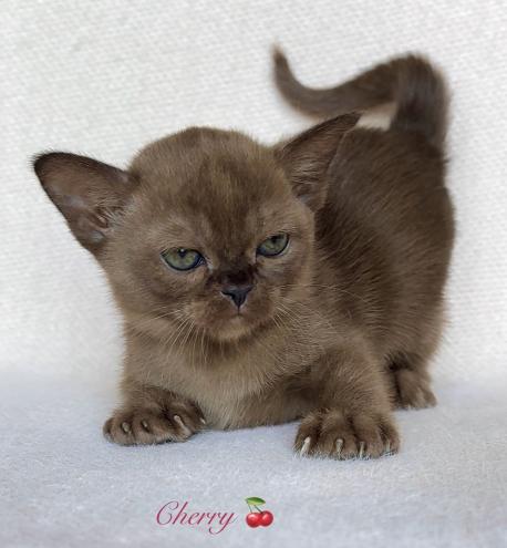Cherry Zvezda DiMario