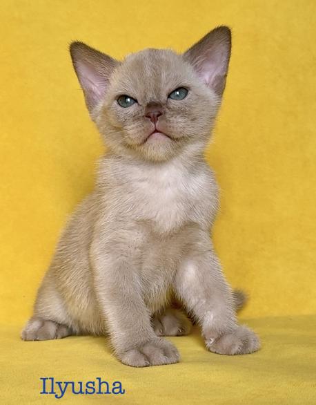 Ilyusha