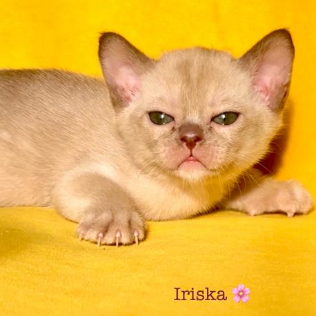 Iriska