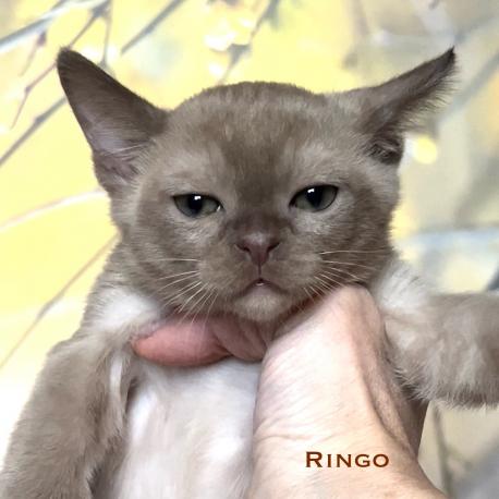 Ringo