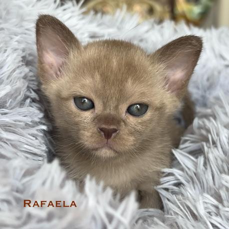 Rafaela