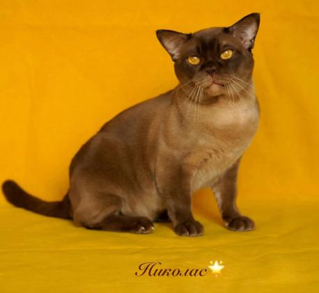 Ru*O&rsquo;Kler Nicolas