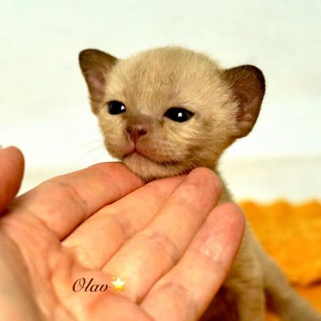 Olav