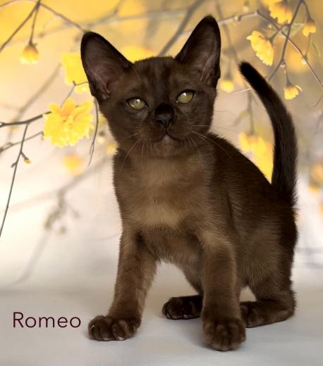 Romeo