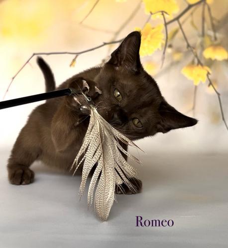 Romeo