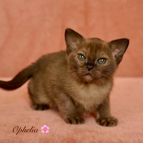 Ophelia