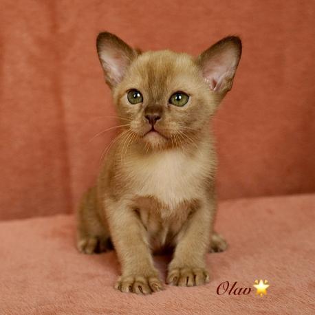 Olav