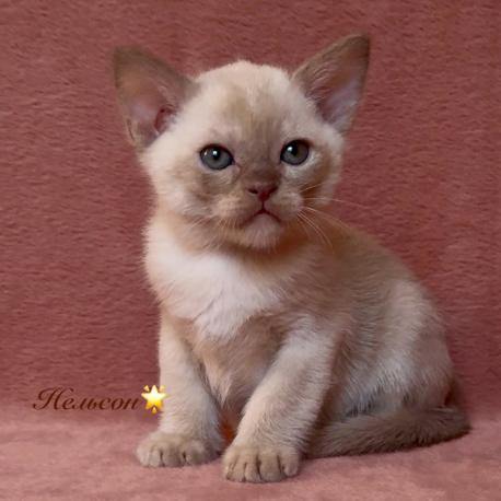 Nelson