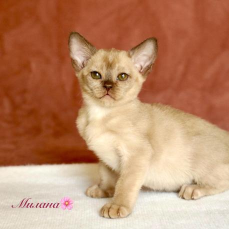 Milana