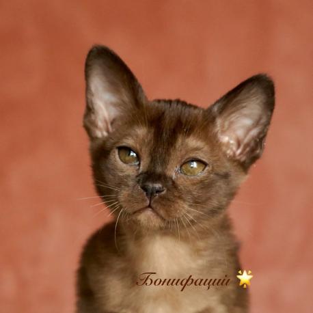 Mr.Boniface