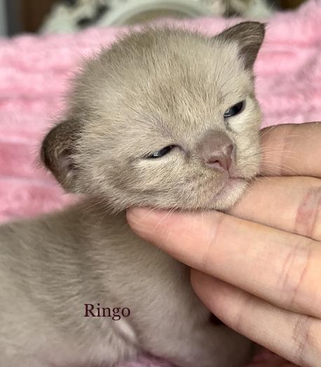 Ringo