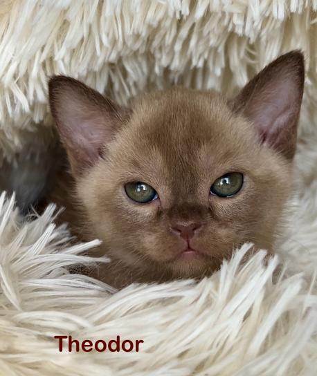 Theodor (Теодор)