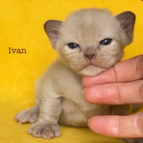 Ivan